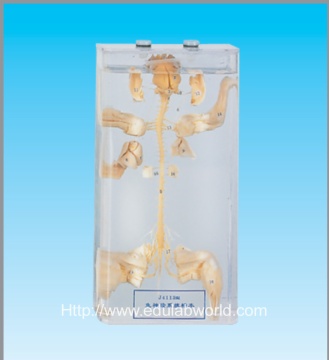 Rabbit nervous system