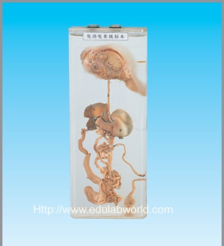 Rabbit digestive system