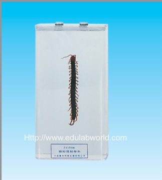 Scolopendra specimen