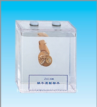 Snail specimen