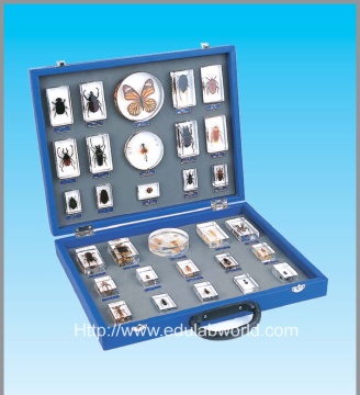 Insects collection