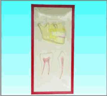 Dentition and teeth anatomy