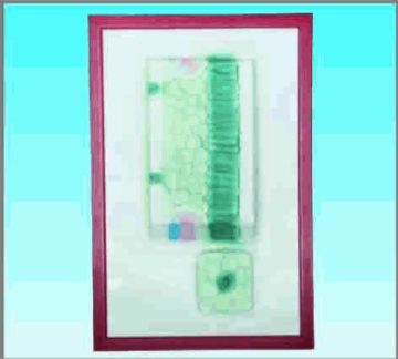 Leaf structure relief chart model