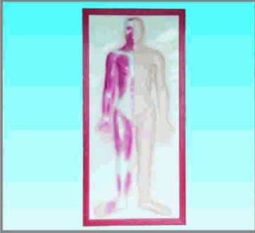 Human muscle relief chart model